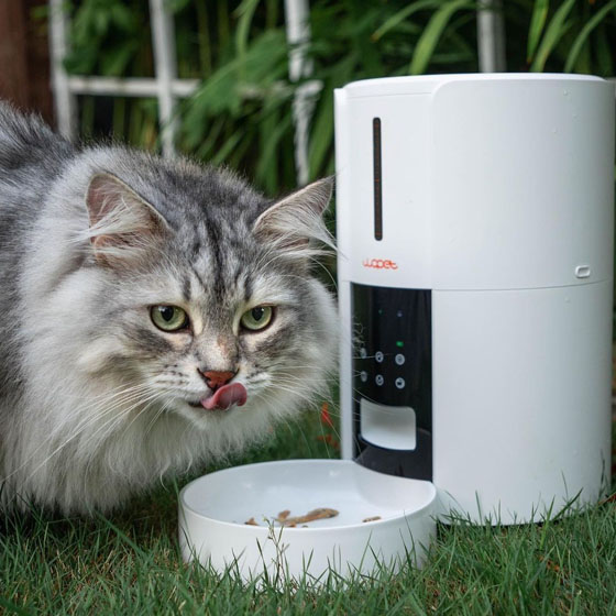 Pet26
